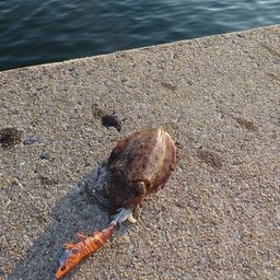 コウイカ