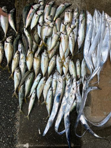タチウオの釣果