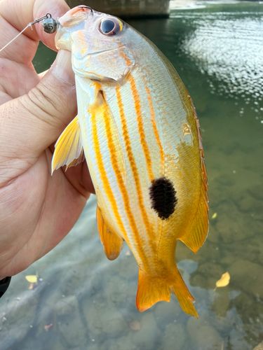 ニセクロホシフエダイの釣果