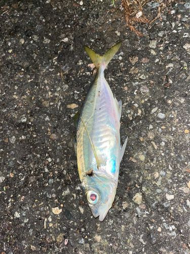 内灘海岸