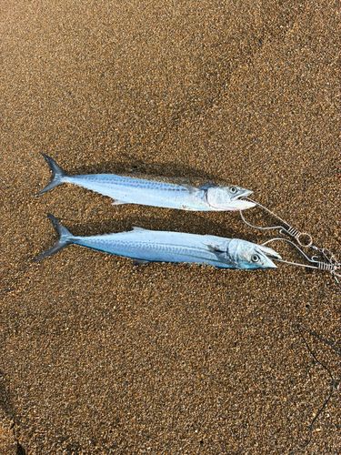 サゴシの釣果