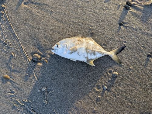 メッキの釣果
