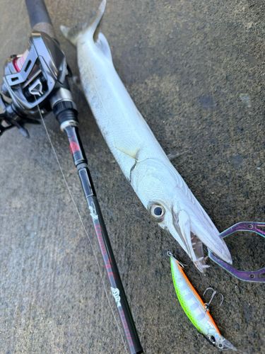 オニカマスの釣果