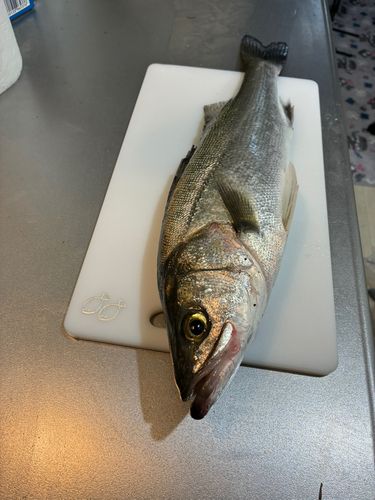 スズキの釣果