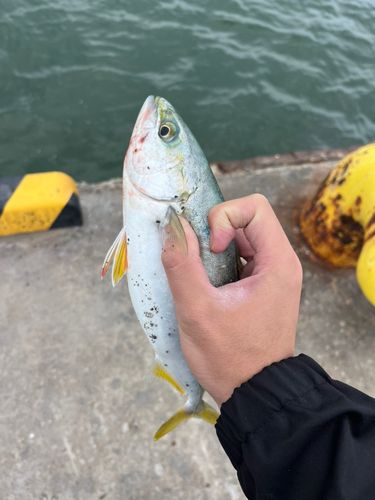 釣果