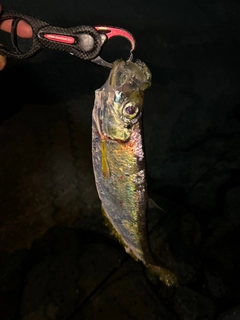 ヒラの釣果