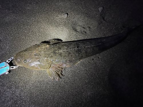 マゴチの釣果