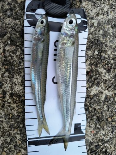 トウゴロウイワシの釣果