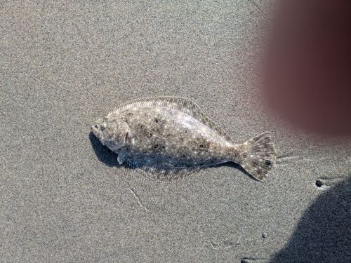 ソゲの釣果