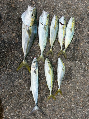 コゾクラの釣果