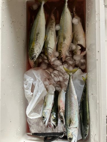 ワカシの釣果