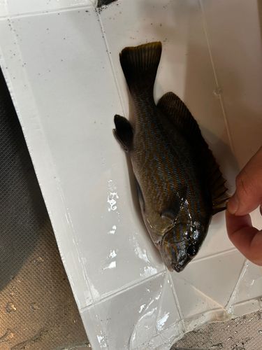 コロダイの釣果
