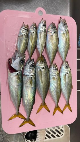 アジの釣果