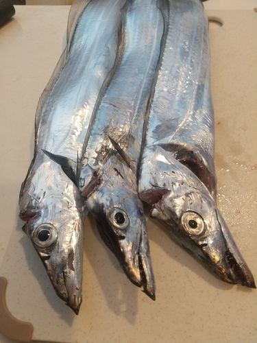 タチウオの釣果