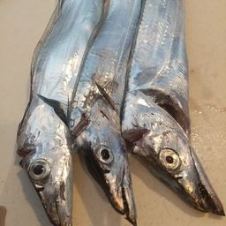 タチウオ