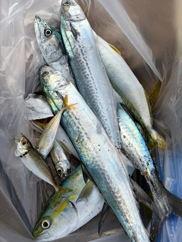 コゾクラの釣果