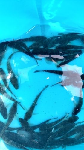マハゼの釣果