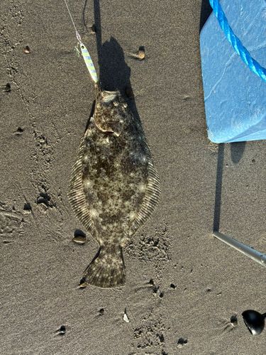 ヒラメの釣果