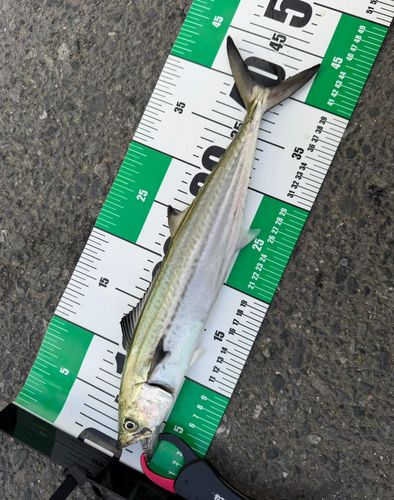 サゴシの釣果