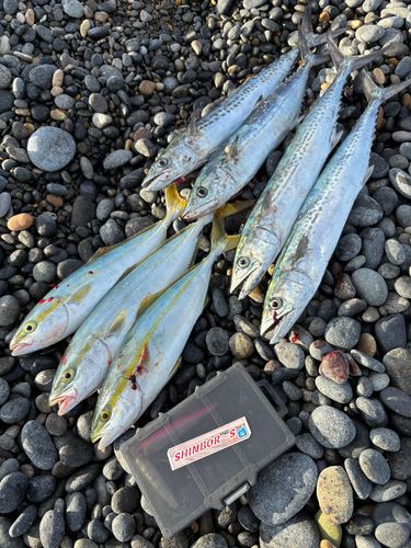 コゾクラの釣果