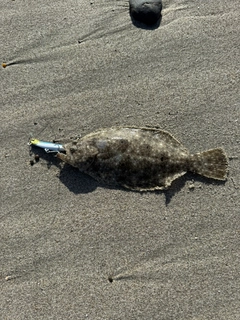 ソゲの釣果