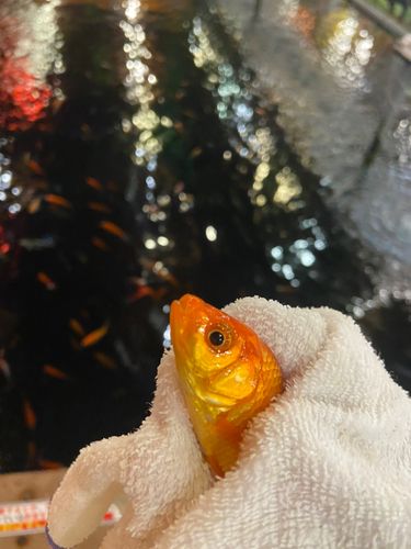 キンギョの釣果