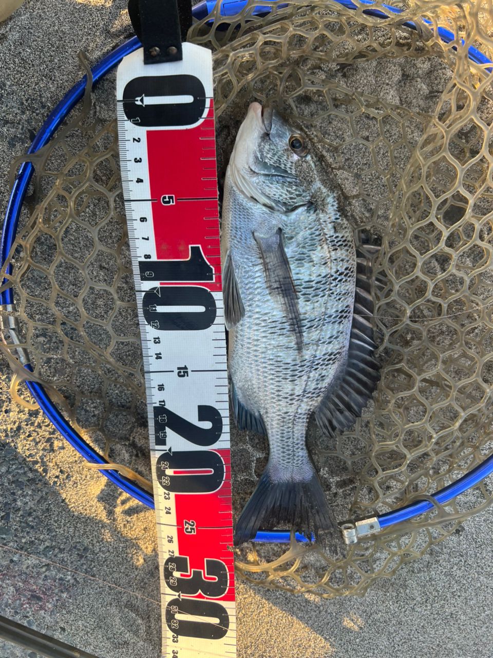 AbuGarcia ソルティーステージ KR-Xメバルカスタムの最安値・インプレ