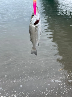 セイゴ（ヒラスズキ）の釣果