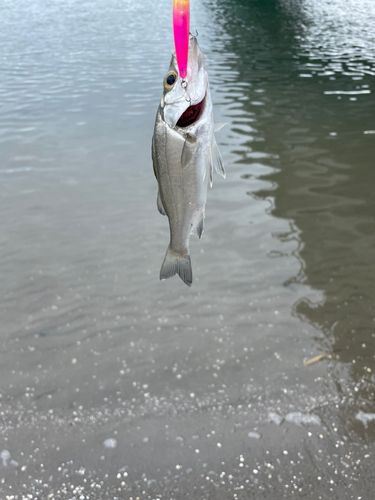 セイゴ（ヒラスズキ）の釣果