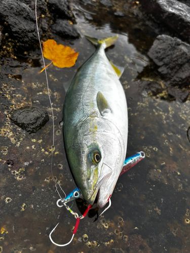 イナダの釣果