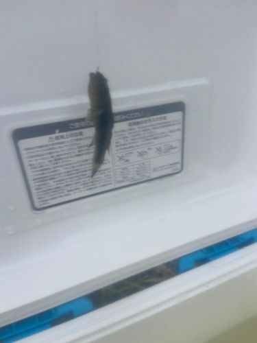 チチブの釣果