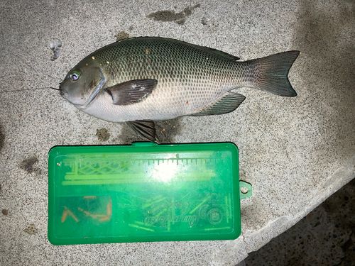 グレの釣果