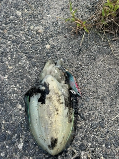 コウイカの釣果