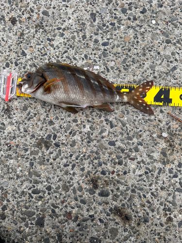 タカノハダイの釣果
