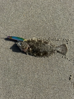 ソゲの釣果