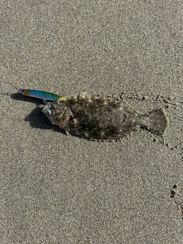 ソゲの釣果