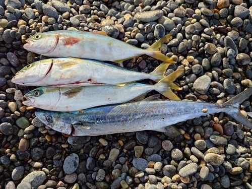 コゾクラの釣果