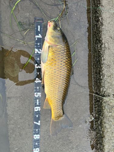 コイの釣果