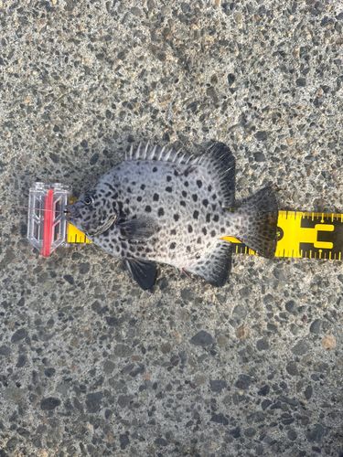 イシガキダイの釣果