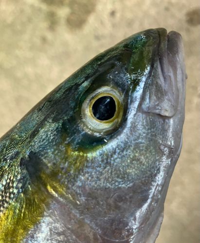 ヤズの釣果