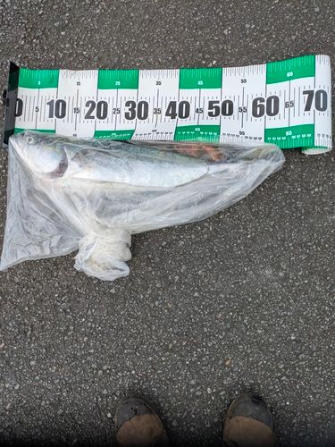 ヤズの釣果