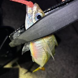 アジ