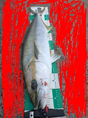 ヒラマサの釣果
