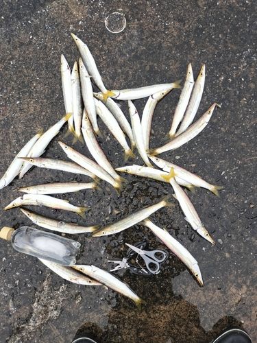 カマスの釣果