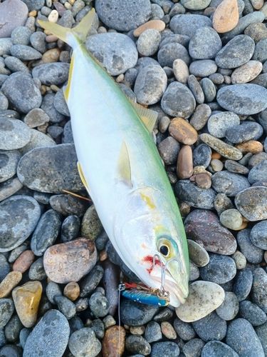コゾクラの釣果