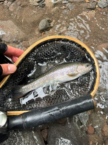 イワナの釣果