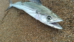 サゴシの釣果