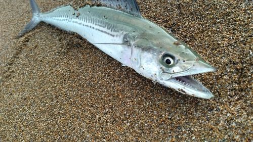 サゴシの釣果