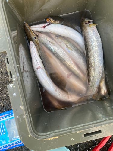 カマスの釣果