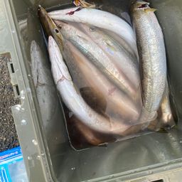 カマス